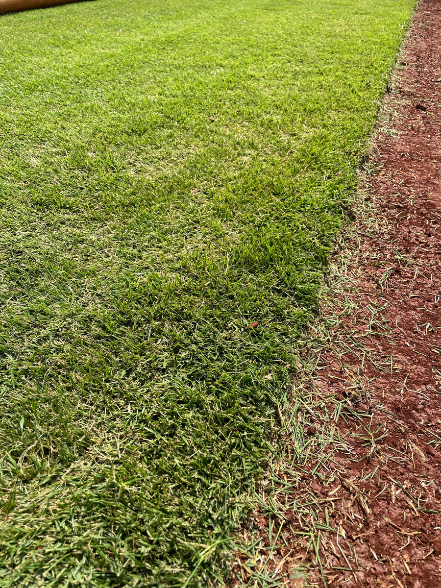 Grama Innovation Zoysiagrass – Grama Pontal